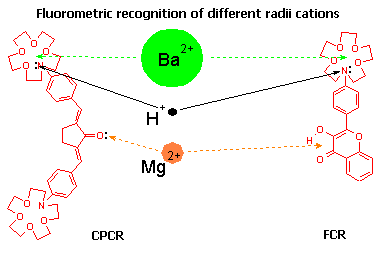 Fluorometric recognition of different radii cations